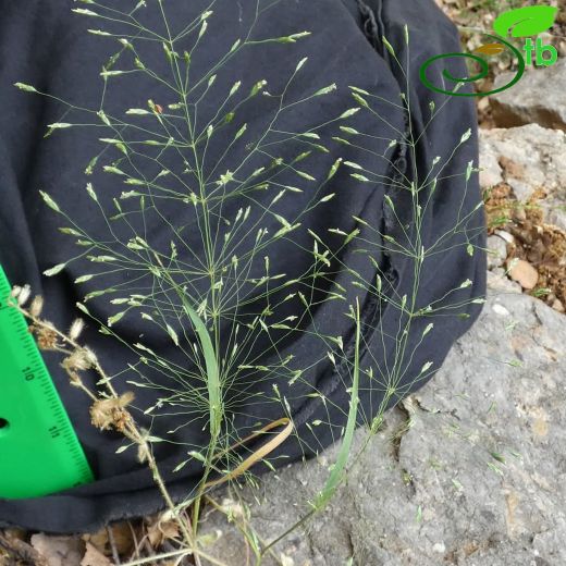 Eremopoa capillaris