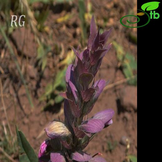 Acanthus dioscoridis