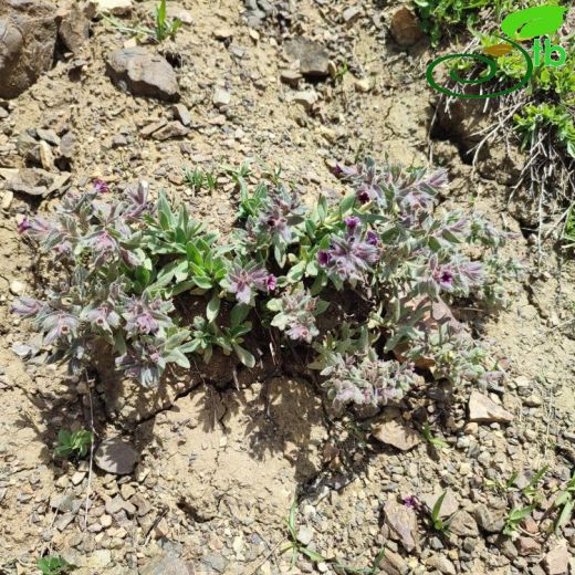 Nonea dumanii