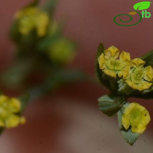 Bupleurum tenuissimum