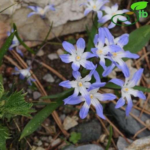 Chionodoxa salbacus