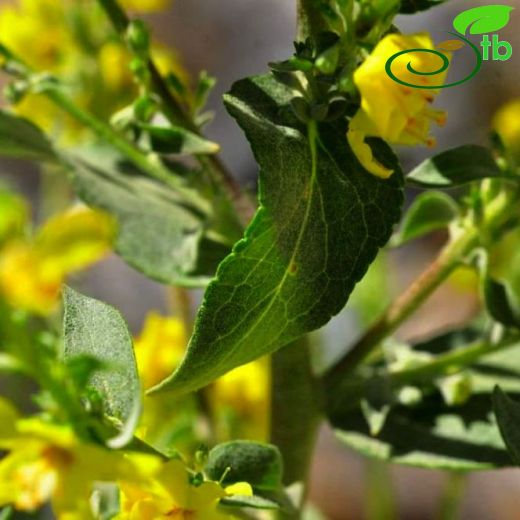 Verbascum myriocarpum