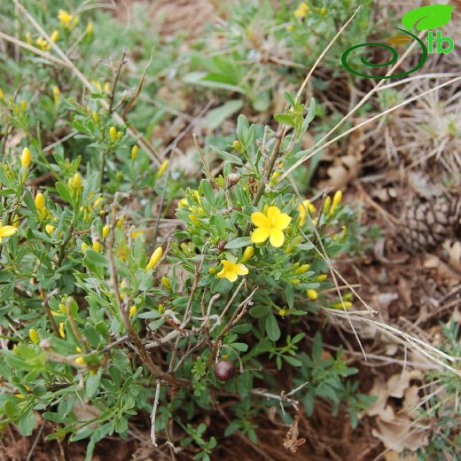 Jasminum-Yasemin