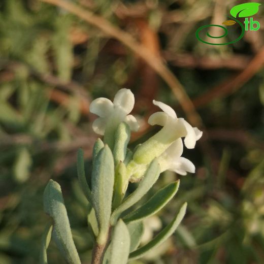 Thymelaeaceae-Sıyırcıkgiller