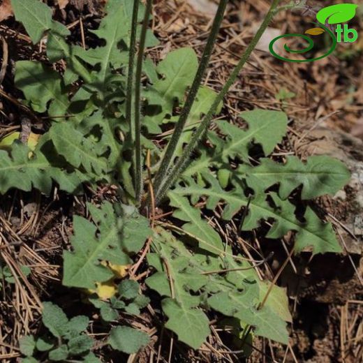 Crepis reuteriana