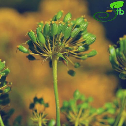 Apiaceae-Maydanozgiller