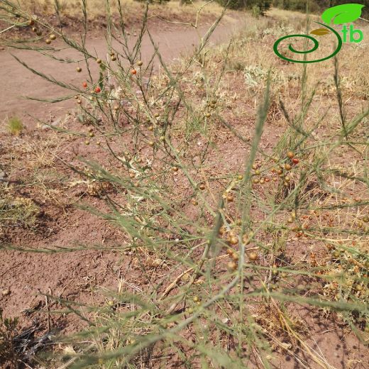 Asparagaceae-Kuşkonmazgiller