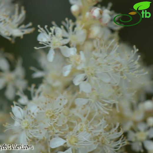 Filipendula ulmaria