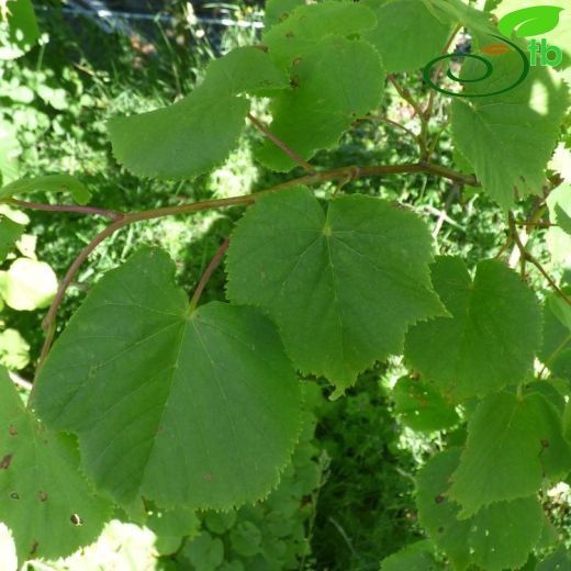Tilia cordata