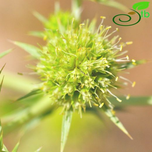 Apiaceae-Maydanozgiller