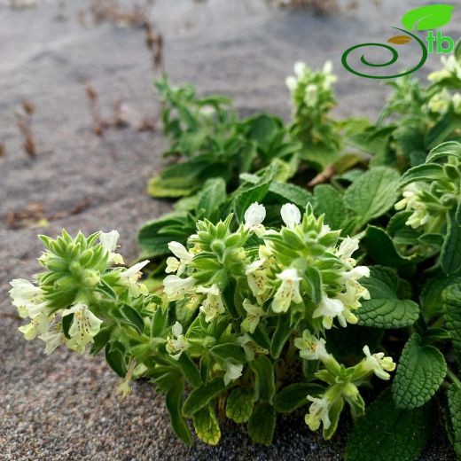 Stachys maritima