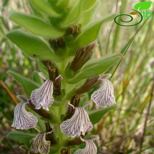 Ajuga laxmanni