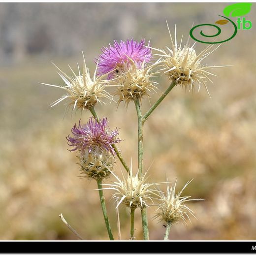 Asteraceae-Papatyagiller