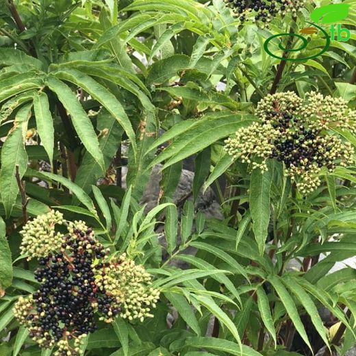 Sambucus-Mürver