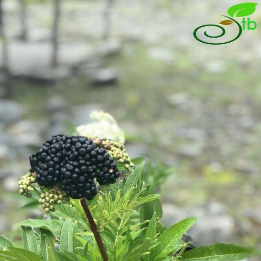 Sambucus-Mürver