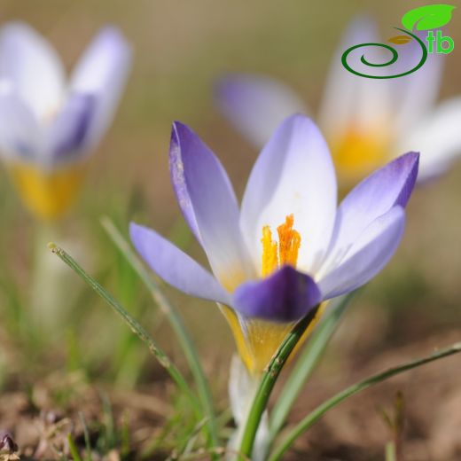 Crocus salurdagensis