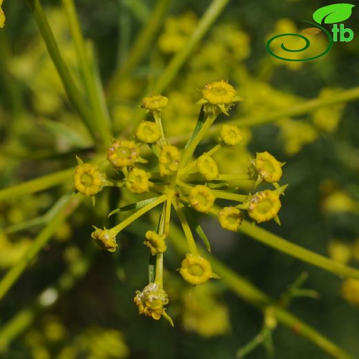 Apiaceae-Maydanozgiller