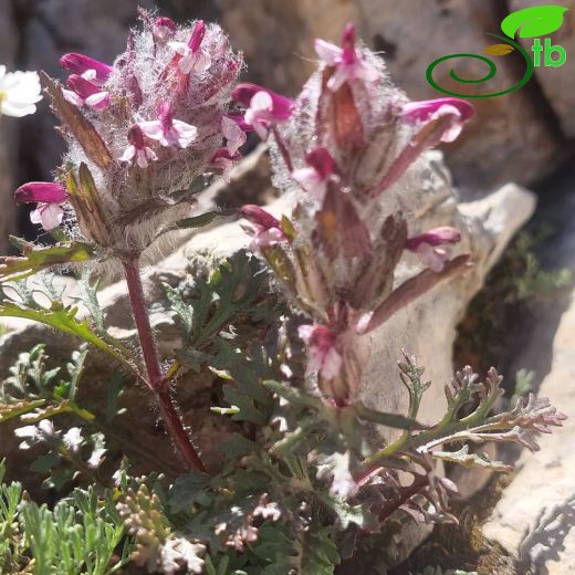 Pedicularis-Kesgerotu