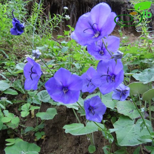 Campanula-Çançiçeği