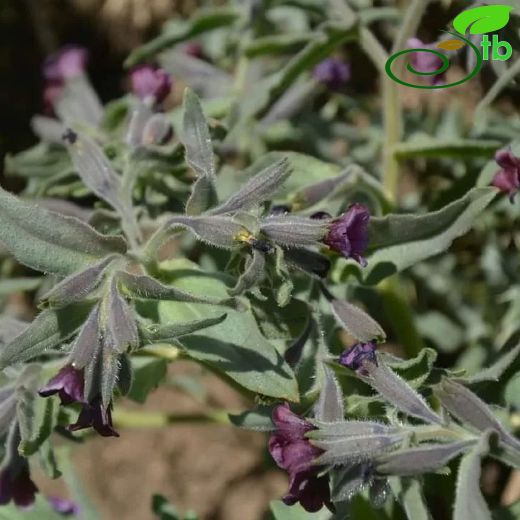 Nonea macrantha