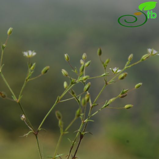 Minuartia hybrida