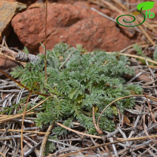 Caprifoliaceae-Hanımeligiller