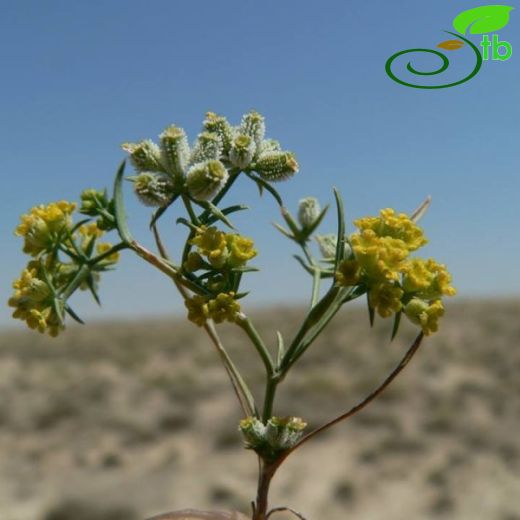 Bupleurum turcicum