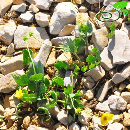 Ranunculus brevifolius