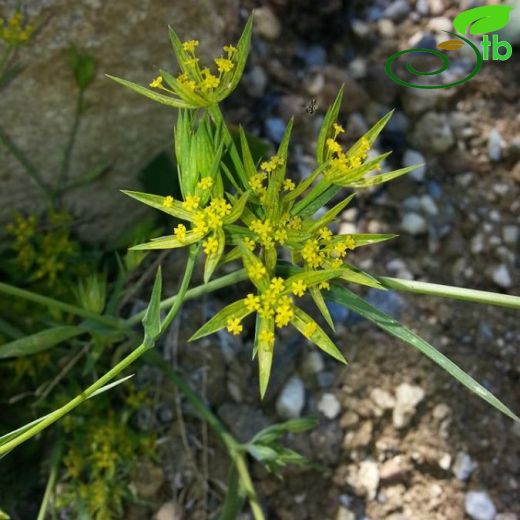 Bupleurum odontites