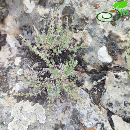Galium dumosum