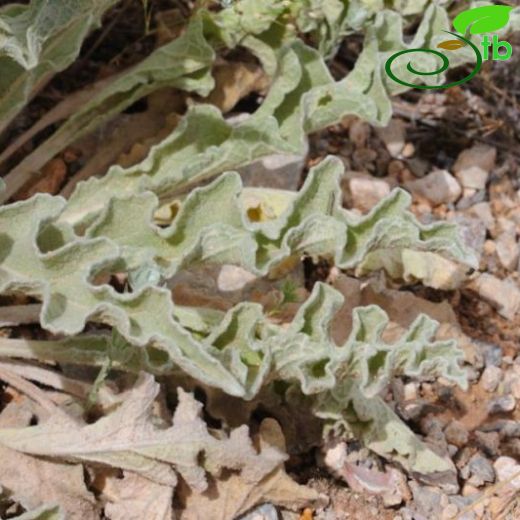 Verbascum misirdalianum