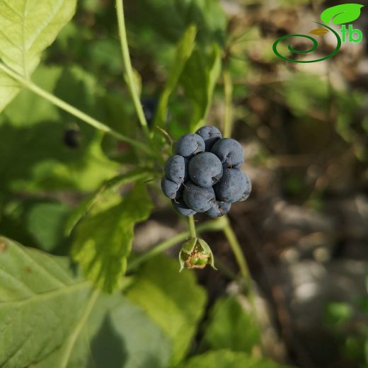 Rubus caesius