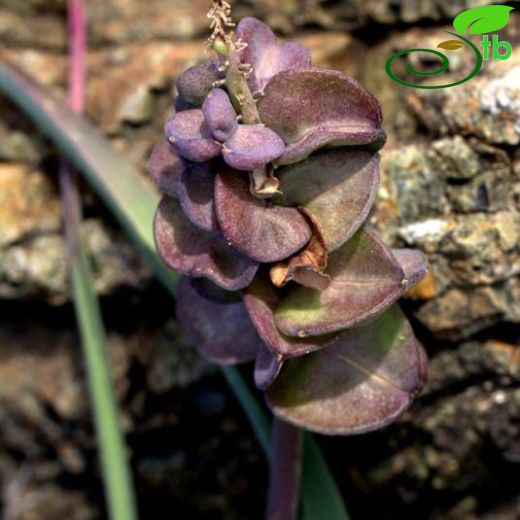 Muscari macrocarpum