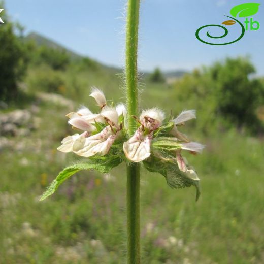 Stachys minor