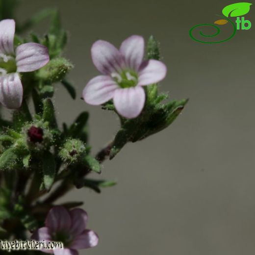 Jordania frankenioides