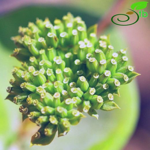 Bupleurum-Şeytanayağı