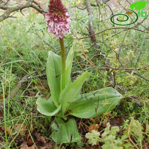 Orchis purpurea