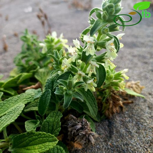 Stachys maritima