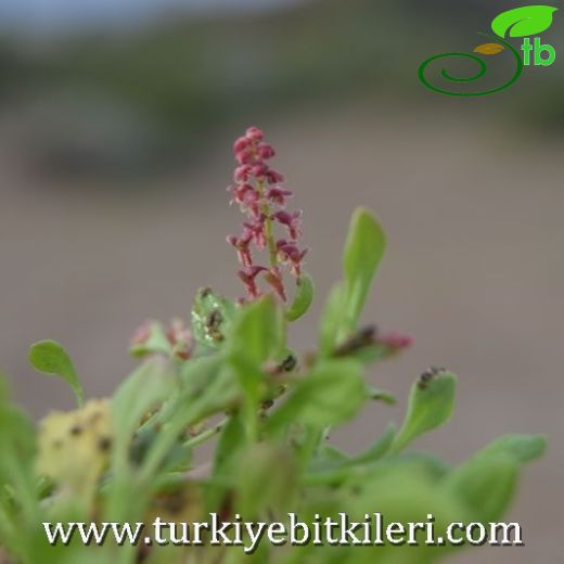 Rumex bucephalophorus