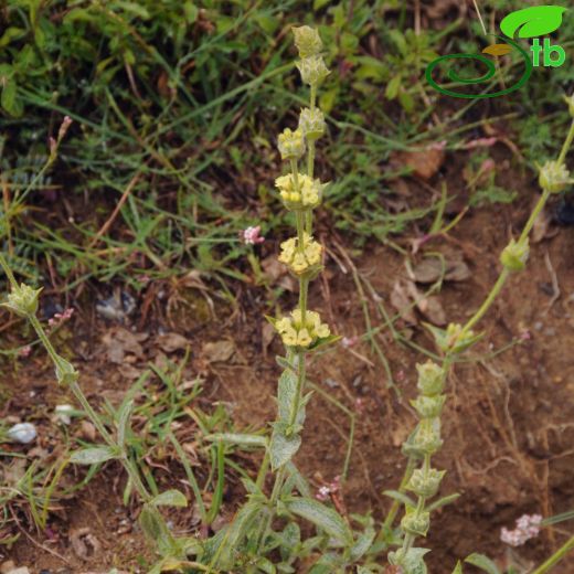 Sideritis tmolea