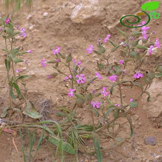 Silene conoidea