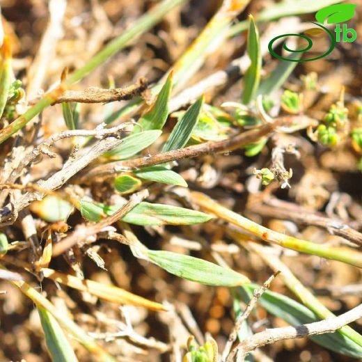 Polygonum uysalii