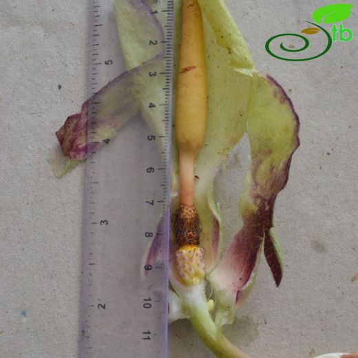 Araceae-Yılanyastığıgiller