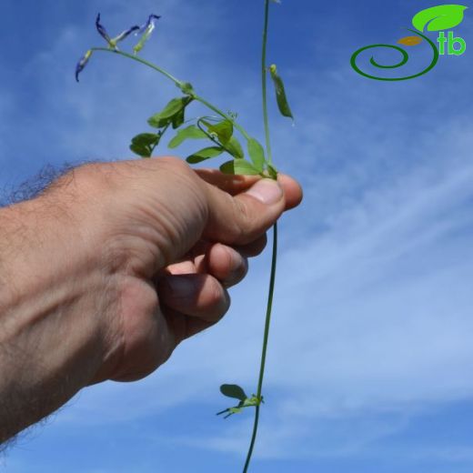 Vicia cassia