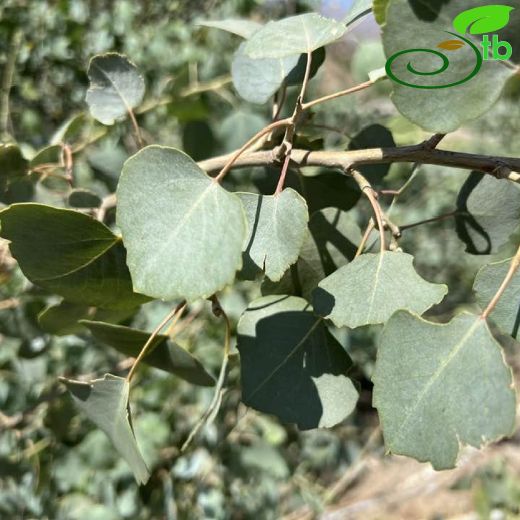 Populus euphratica