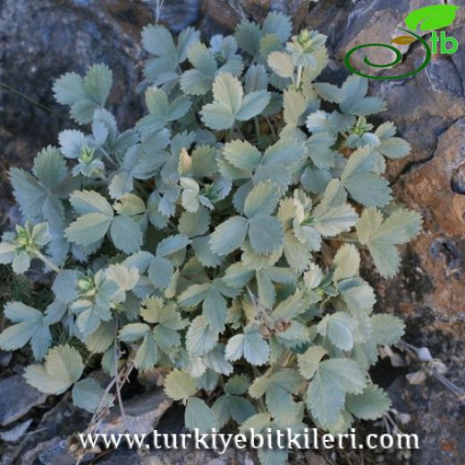 Potentilla speciosa