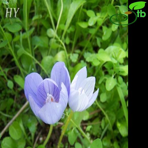 Crocus pulchellus