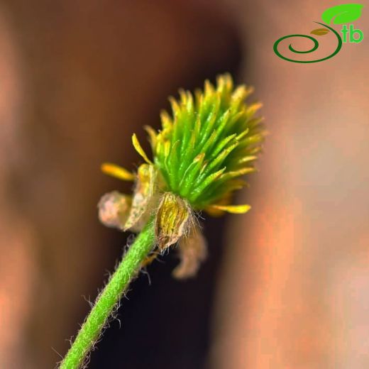 Ranunculus cadmicus