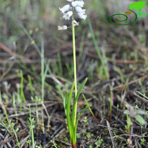 Muscari macbeathianum