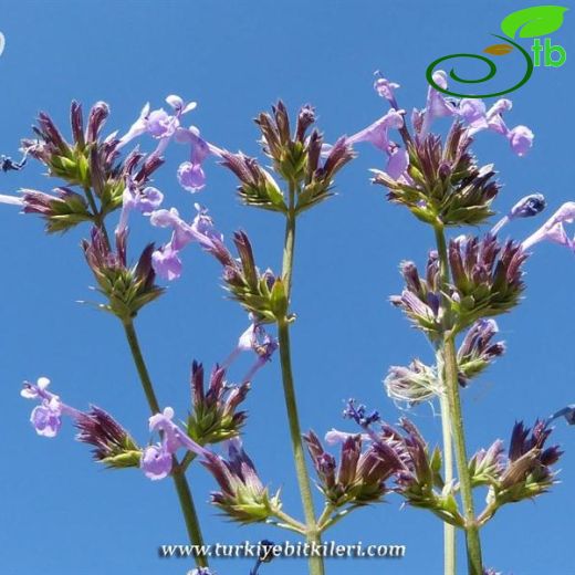 Nepeta teucriifolia